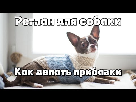 Видео: Реглан для собак: как выполнять прибавки  