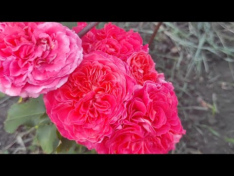 Видео: Розы РАСЦВЕТАЮТСЯ👋👋👋Подключаются новые сорта.