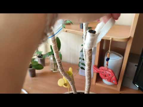 Видео: Обрезка/омоложение Драцены (Драцена Маргината)