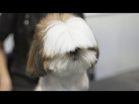 Видео: Вы бы сняли шапку?