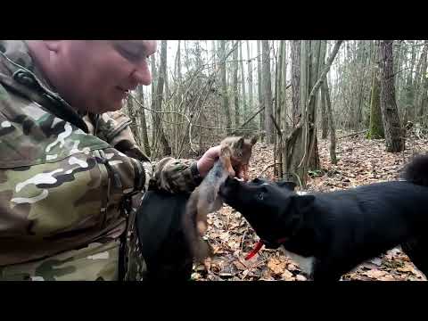 Видео: Охота на белку и куницу сезон 2025 2026  Часть 1