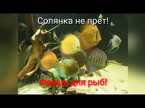 Видео: фарш для рыб(дискусы и не только)