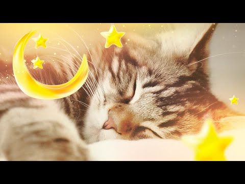 Видео: Кошачья колыбельная для котят ♬ Кошачья музыка для отдыха и сна 10 часов