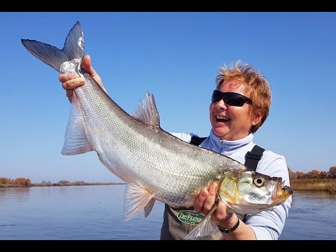 Видео: Амур. Ловля верхогляда. Большое рыболовное путешествие команды SMITH Russia.