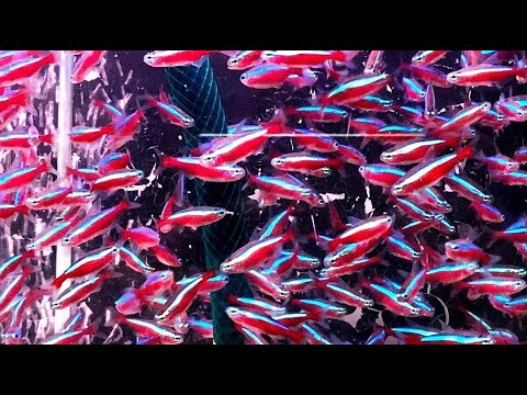 Видео: Красный неон. 1 День. Посадка на нерест