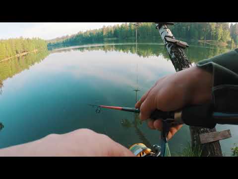 Видео: Твичинг окуня Graphiteleader Tiro 762l Daiwa Regal lt 2500d
