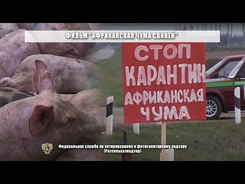 Видео: Фильм "Африканская чума свиней"