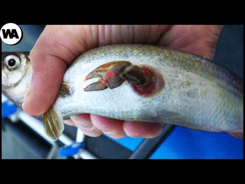 Видео: Животные, Которые Пытались Сбежать Из Желудка