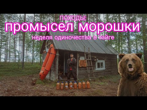 Видео: ПОХОДЫ: морошка 2022. Неделя одиночества на избе. Таёжный быт промысловика