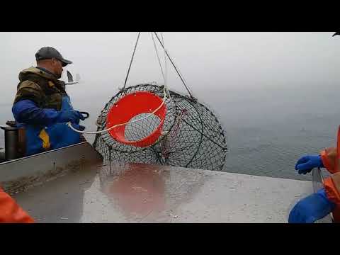 Видео: ПРОМЫСЕЛ ЖИВОГО КРАБА (Весь процесс).