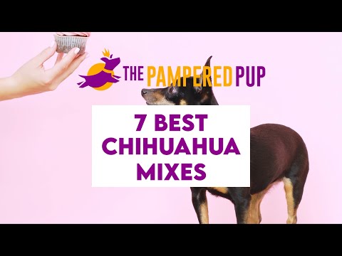 Видео: Помесь чихуахуа: 7 маленьких собак с БОЛЬШИМИ характерами