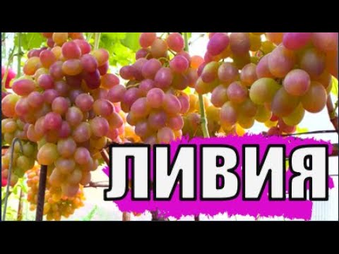 Видео: Виноград. Сорт ЛИВИЯ. Полное описание и рекомендации по выращиванию/ Описание сортов винограда