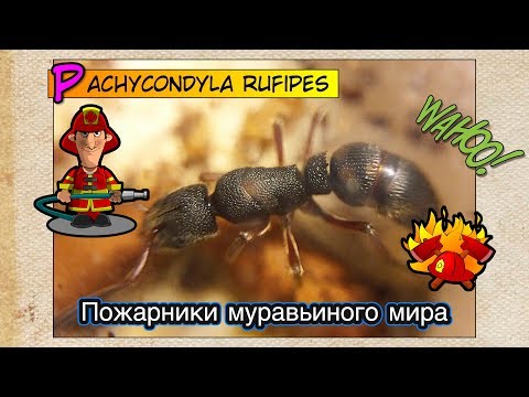 Видео: Пожарники муравьиного мира // Обзор // Pachycondyla rufipes