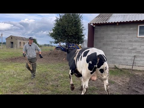 Видео: Щоденний прибуток від бичків! Верстат свердлильний Vitals GU1335SM!