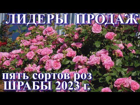 Видео: Лидеры продаж. Пять сортов роз группы шраб. 2023 г.