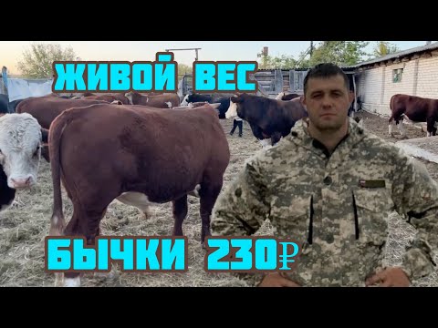 Видео: Быки на продажу