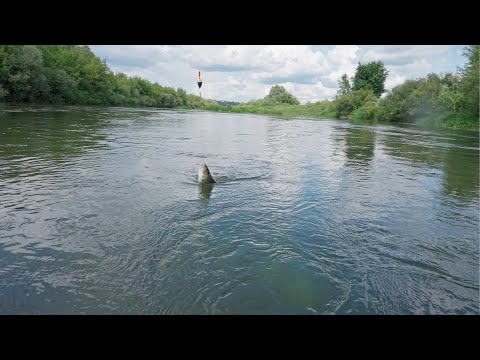 Видео: Рыбалка, река Мокша, голавль в начале августа на кузнеца, спиннинг