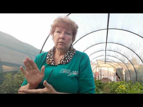 Видео: Как готовить крупнолистную гортензию к зиме