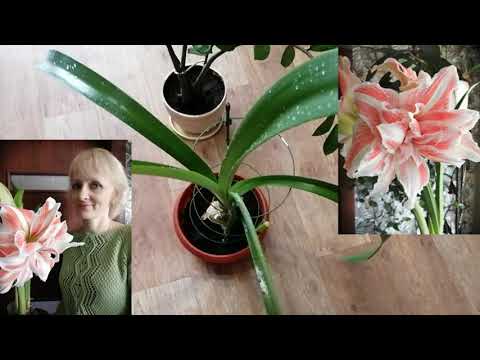 Видео: Цветочный микс\Моя коллекция комнатных растений