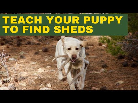 Видео: Самый простой способ научить щенка находить рога