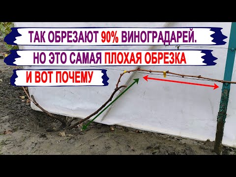 Видео: 🍇 Не ПРИСТУПАЙ к ОБРЕЗКЕ ВИНОГРАДА пока не узнаешь, как бороться с ЭТИМ. Вертикальная полярность.