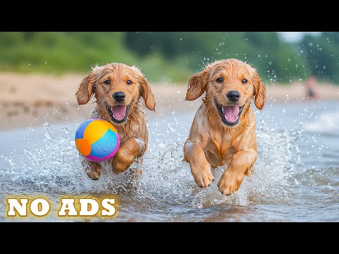 Видео: 12 Часов ТВ для Собак🐕‍🦺Музыка От Разлуки для Собак🐶Лечебная Музыка для Собак