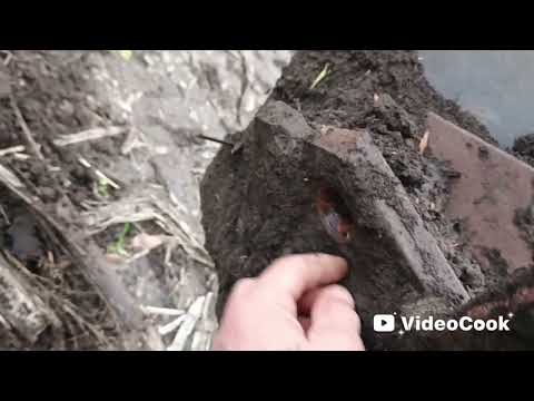 Видео: 12 ноября 2025 г.