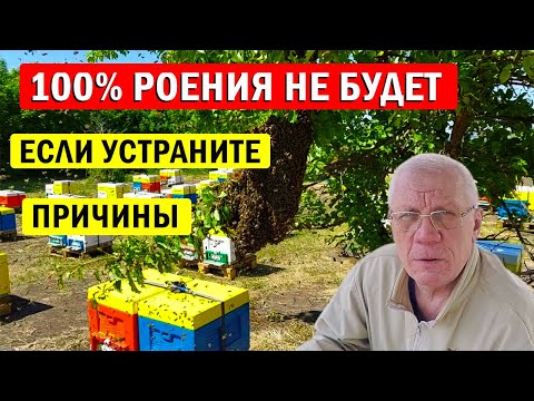 Видео: Причины роения пчёл. УСТРАНИТЕ причины и роения не будет 100%.