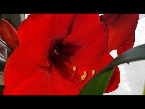 Видео: 20.08.20. ГИППЕАСТРУМЫ..простой уход..