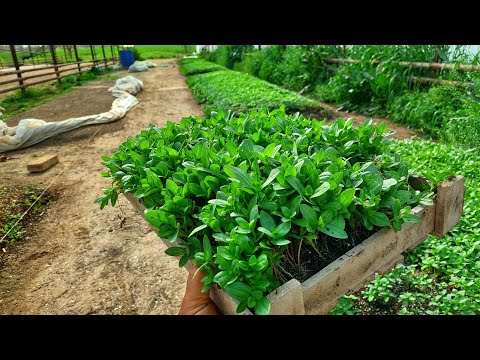 Видео: Самые важные секреты пикировки любой рассады. ОПЫТ ПИКИРОВКИ НА МИЛЛИОНАХ РАССАД.