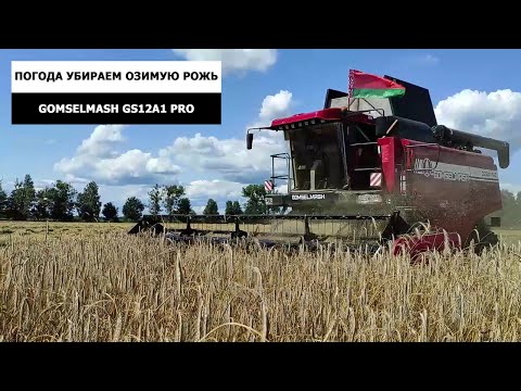 Видео: Погода - продолжаем убирать озимую рожь комбайном GOMSELMASH GS12A1 PRO