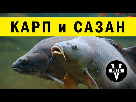 Видео: КАРП и САЗАН. Все о карпе и сазане. Ловля карпа.