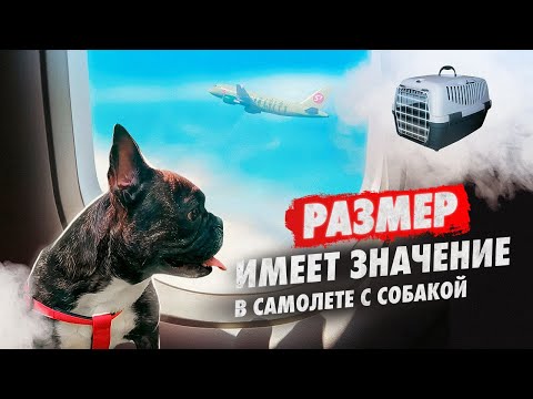 Видео: РАЗМЕР ИМЕЕТ ЗНАЧЕНИЕ. В самолете с собакой