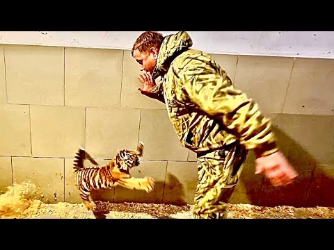 Видео: ОЧЕНЬ ИНТЕРЕСНО! Озверевшие тигрята, воспитанные мамой и добрейший львенок-воспитанный человеком !!!