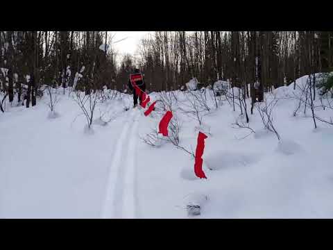 Видео: Охота на волков флажками. Кто кого🐺🐾❄