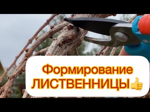 Видео: ФОРМИРОВАНИЕ ЛИСТВЕННИЦЫ на ШТАМБЕ 📣