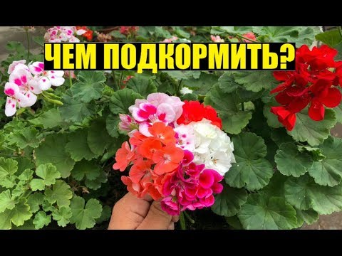 Видео: Высадка герани в грунт. Нюансы.