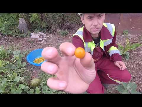 Видео: Собираем плоды анансного физалиса