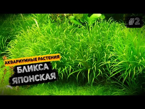 Видео: Бликса японская. Содержание, уход, размножение.