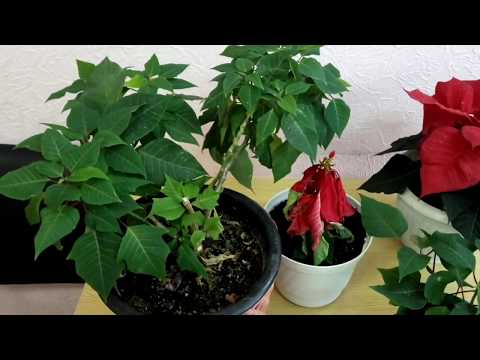 Видео: ОПЫТ ВЫРАЩИВАНИЯ ПУАНСЕТИИ