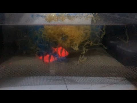 Видео: Суматранский барбус. Нерест и инкубация икры