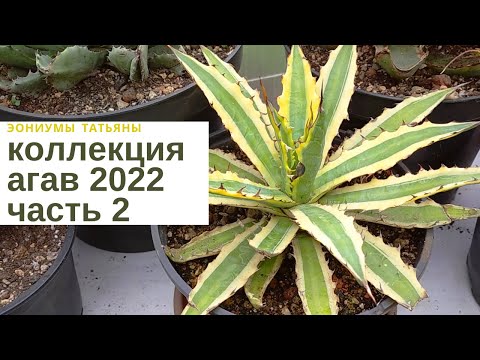 Видео: Обзор коллекции агав 2022. Часть 2