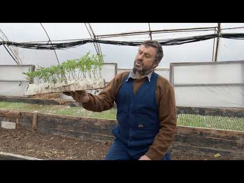 Видео: БЪЛГАРСКАТА ГРАДИНАРСКА ТРАДИЦИЯ част 6