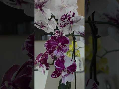 Видео: Они, как инь и янь: разные по силе и настроению, но вместе создающие гармонию✨️#orchid #flowers