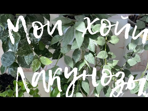 Видео: Обзор моих сортов хойя Лакуноза