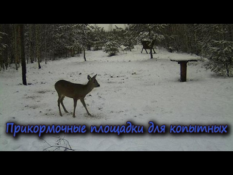 Видео: Прикормочные площадки (кормушки) для копытных
