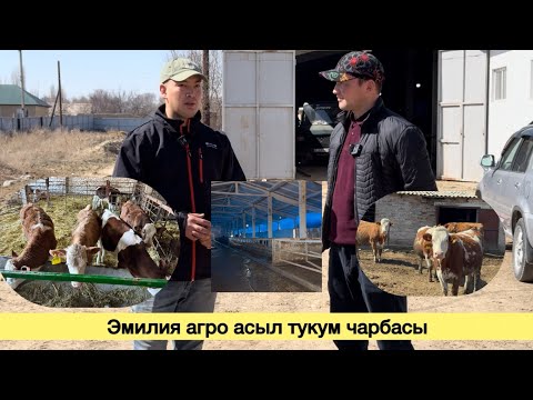 Видео: Эмилия агро асыл тукум чарбасы менен тааныштырабыз ✅