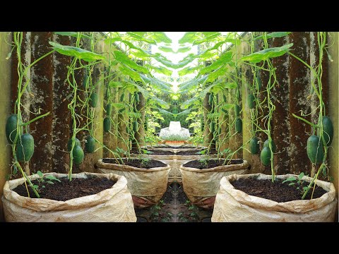 Видео: Легко с тем, как вырастить детские огурцы дома в переработанных пакетах