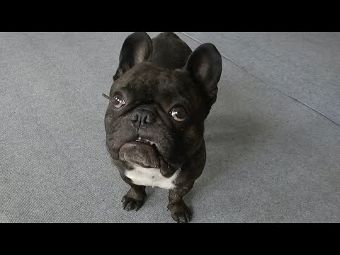 Видео: В собаку бес вселился | Французский бульдог Олег