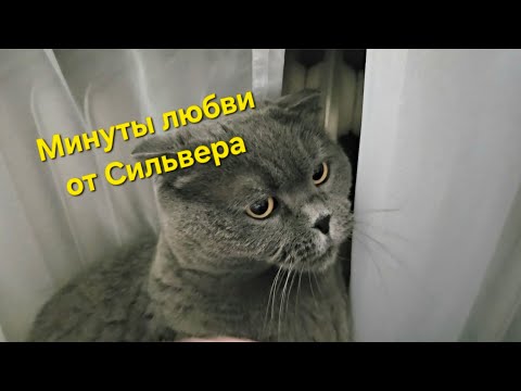 Видео: Минуты любви от Сильвера: такого вы еще точно не видели! / Смешные животные/ Злой Британец 